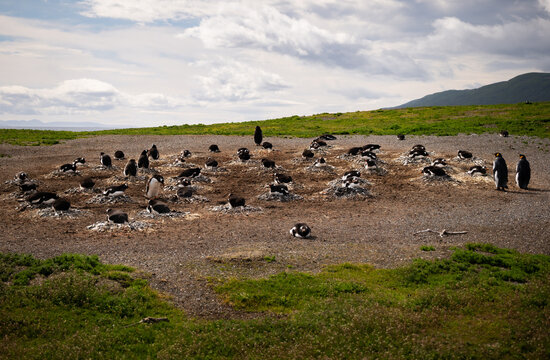 Various penguins on Hammer Island or Isla Martillo in the Beagle Sound near Ushuaia in Argentina.