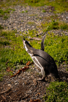 Various penguins on Hammer Island or Isla Martillo in the Beagle Sound near Ushuaia in Argentina.