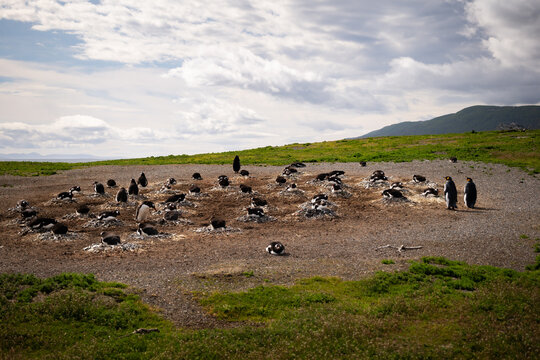 Various penguins on Hammer Island or Isla Martillo in the Beagle Sound near Ushuaia in Argentina.