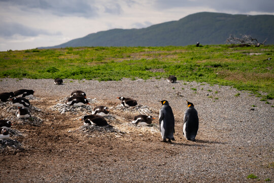 Various penguins on Hammer Island or Isla Martillo in the Beagle Sound near Ushuaia in Argentina.