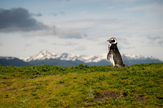 Various penguins on Hammer Island or Isla Martillo in the Beagle Sound near Ushuaia in Argentina.
