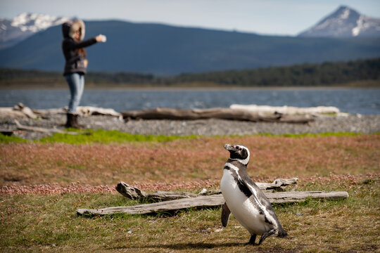 Various penguins on Hammer Island or Isla Martillo in the Beagle Sound near Ushuaia in Argentina.