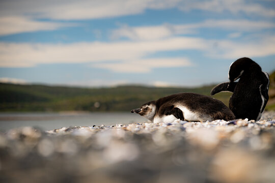Various penguins on Hammer Island or Isla Martillo in the Beagle Sound near Ushuaia in Argentina.