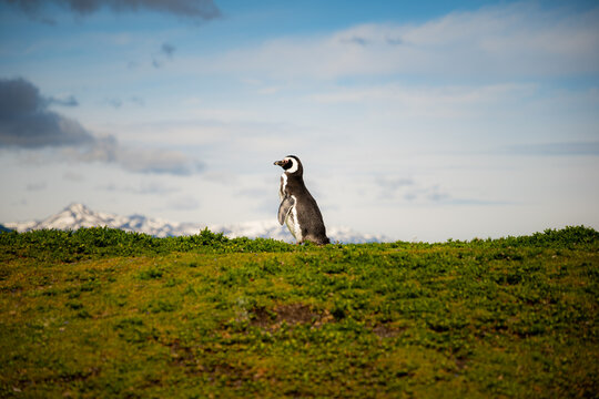 Various penguins on Hammer Island or Isla Martillo in the Beagle Sound near Ushuaia in Argentina.