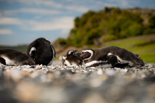 Various penguins on Hammer Island or Isla Martillo in the Beagle Sound near Ushuaia in Argentina.