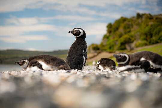 Various penguins on Hammer Island or Isla Martillo in the Beagle Sound near Ushuaia in Argentina.