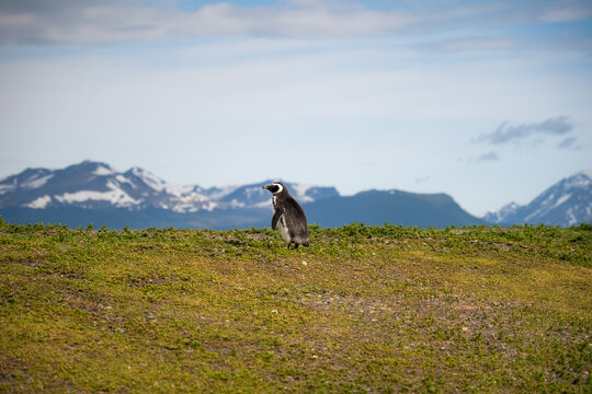 Various penguins on Hammer Island or Isla Martillo in the Beagle Sound near Ushuaia in Argentina.
