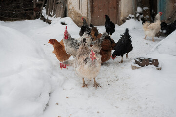 Flock of chickens finding food in winter snow