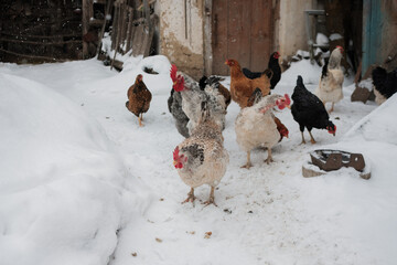 Chickens foraging for food in winter snow