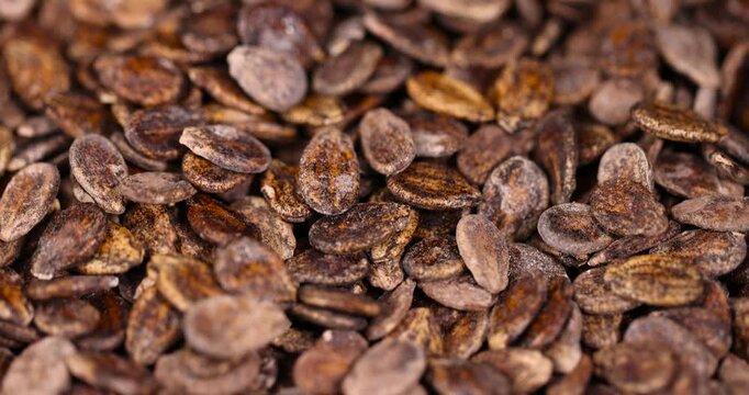 dried watermelon seeds during storage to prepare and seedlings before the next season, spotted dry brown hard watermelon seeds for a new crop of food