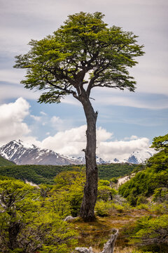 Views on the hike to Fitz Roy, a mountain in the Andes on the border of Argentina and Chile.