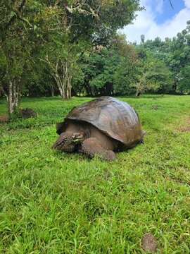 Galapagos Giant Tortoise 