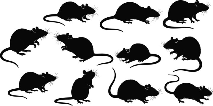 Collection of rat and mouse silhouettes in various poses and movements, realistic black vector set for pest control design, wildlife illustration, scientific graphics, 