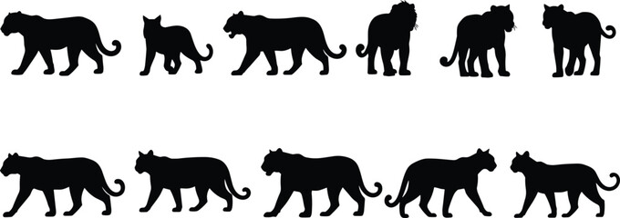 Set of big cat silhouettes in different walking and standing poses including lion, panther, and leopard, black wild feline animal icons isolated on white background,  © Monteza