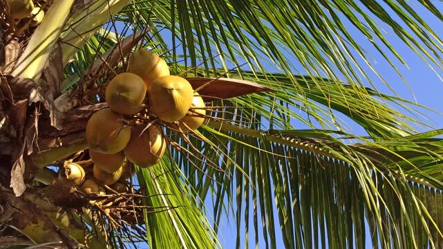 Yellow king coconuts still hanging on the tree, showing fresh tropical colors and natural growth in a calm outdoor environment.