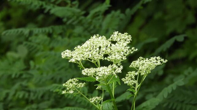 [4K] Patrinia Villosa in Late Summer: Multiple Tiny White Flowers Blooming in the Wild, Botanical Footage 【4K】晩夏の野山に咲くオトコエシ：多数の白い小花が可憐な、初秋の訪れを感じるボタニカル風景素材 撮影日：20250821-1


