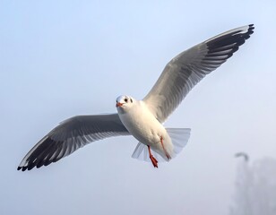 Obraz premium A seagull soars gracefully, wings spread wide against a misty, pale blue sky, its orange legs visible as it flies
