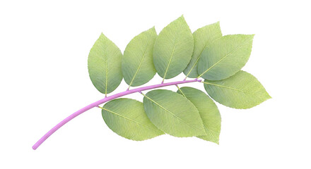 Green Leaves on Branch