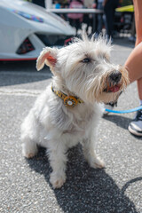 This dog face is all heart and no shame