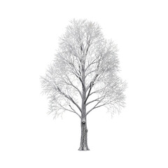 Obraz premium Winter Silent Tree Standing Alone in Snow.