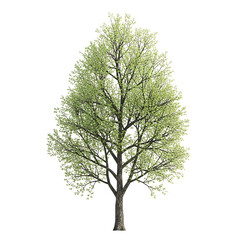 Obraz premium Young Leafy Tree Standalone Portrait on White Background.