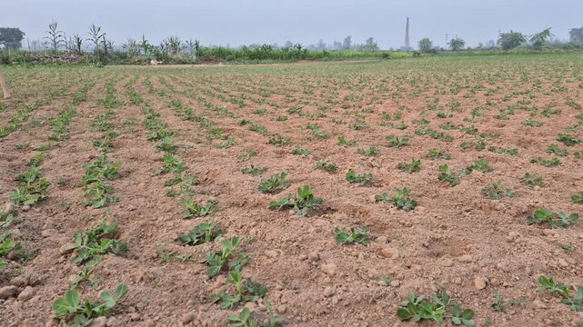 Professional cinematic video of a vast peanut plantation with green seedlings in rows, Organic Farming in Bangladesh, 4K UHD 30fps.