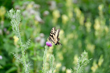 Eastern swallowtail in thistle