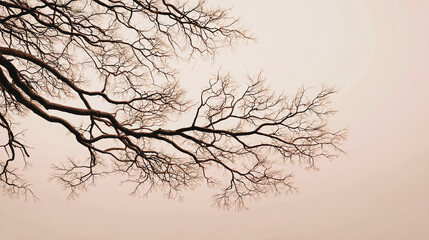 Fototapeta premium Bare tree branches against a soft background, creating a sense of natural beauty and tranquility. The branches stretch gracefully across the frame, providing an interesting contrast