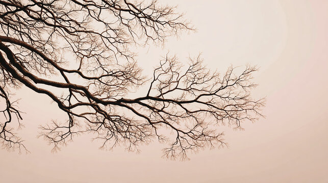 Bare tree branches against a soft background, creating a sense of natural beauty and tranquility. The branches stretch gracefully across the frame, providing an interesting contrast