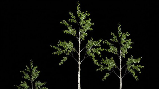 Tall birch trees with green leaves against a stark black background. Natural, simple composition