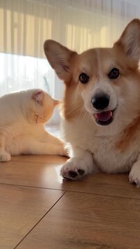Slow Motion Corgi Licking Lips with Cat in Background. A slow-motion close-up shows a Corgi licking its lips and panting on the floor, with a white cat grooming in the sunlit background.