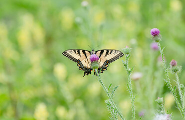Closeup swallowtail in wildflowers