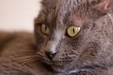 Majestic Gray Cat with Yellow Eyes