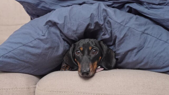 A black and tan dachshund peeks out from under a pile of pillows on a beige sofa, only her face and front paws visible in the cozy setting.