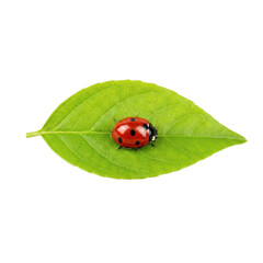 Obraz premium Red ladybug with black spots resting on a vibrant green leaf.