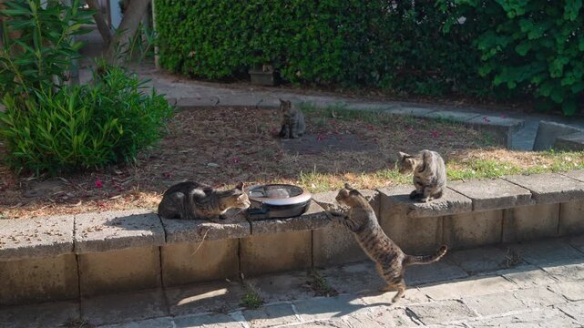 Four tabby cats gathered around a robot vacuum cleaner placed on a stone ledge outdoors, it suddenly starts moving and frightens the cats, causing them to scatter.