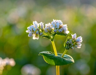 Delicate white blossoms on a vibrant green stem, soft bokeh backdrop