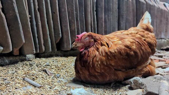 A brown hen rests calmly on a gravel floor in a rustic coop, surrounded by old roofing tiles and wooden structures, creating a quiet rural atmosphere.