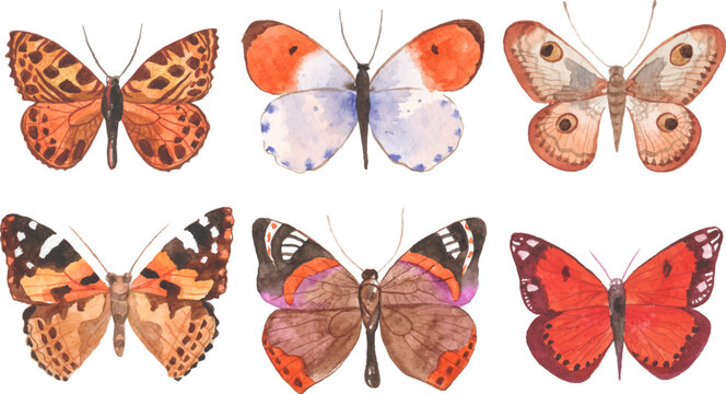 vector illustration of watercolor butterflies isolated on white background