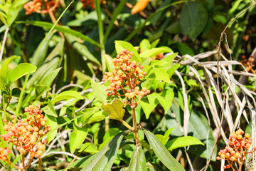 Murici flowers, on the plant itself with the scientific name: Byrsonima crassif&oacute;lia (L.) Rich) is a plant present throughout Latin America.
