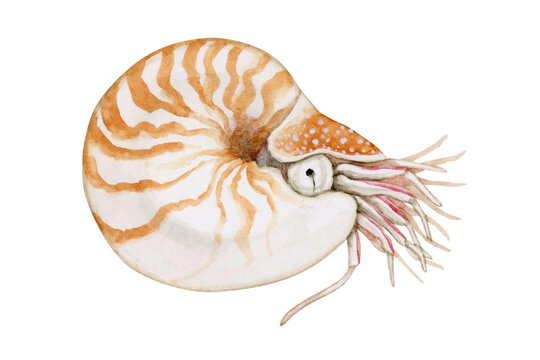 オウムガイ　深海生物　水彩 イラスト