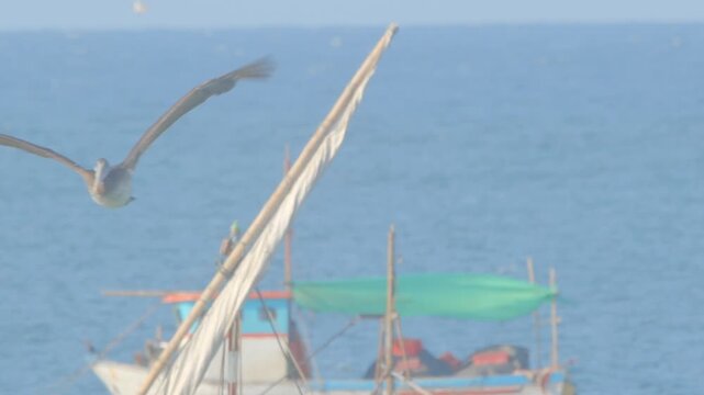 Peruvian pelican flapping against headwind with sea and boats Piura Peru