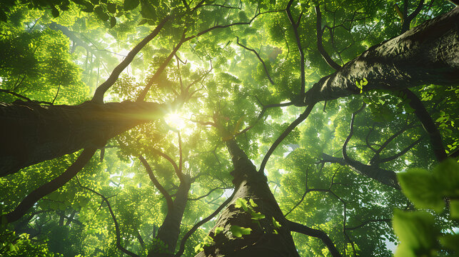 extreme low angle shot of gigantic trees rising
