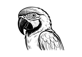 Macaw parrot hand drawn simple sketch vector illustration © Shutoda