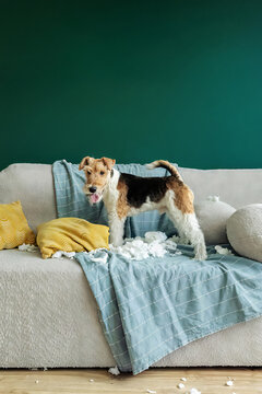 A wire-haired fox terrier rips a pillow on the couch. The dog is surrounded by white stuffing from a torn pillow, and the pieces are scattered on the furniture and floor. The concept of a naughty dog