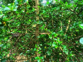 Obraz premium Lush Green Textured Carmona Microphylla Plant Detail Close Up View