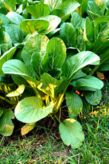 Brassica juncea sapling small leaf on the vegetable plot in the garden in the morning There is a sunny show.								