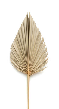 Single dried natural palm spear leaf with a long stem, isolated on a white background, showcasing its unique fan shape and textured surface.
