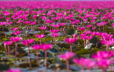 A field of pink lotus flowers is located in the lake.