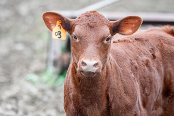 Red Poll calf looking directly at the camera with a yellow ear tag in it right ear